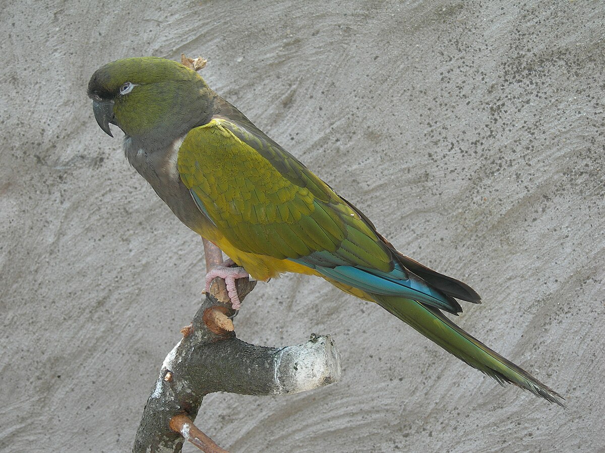 Conure de Patagonie
