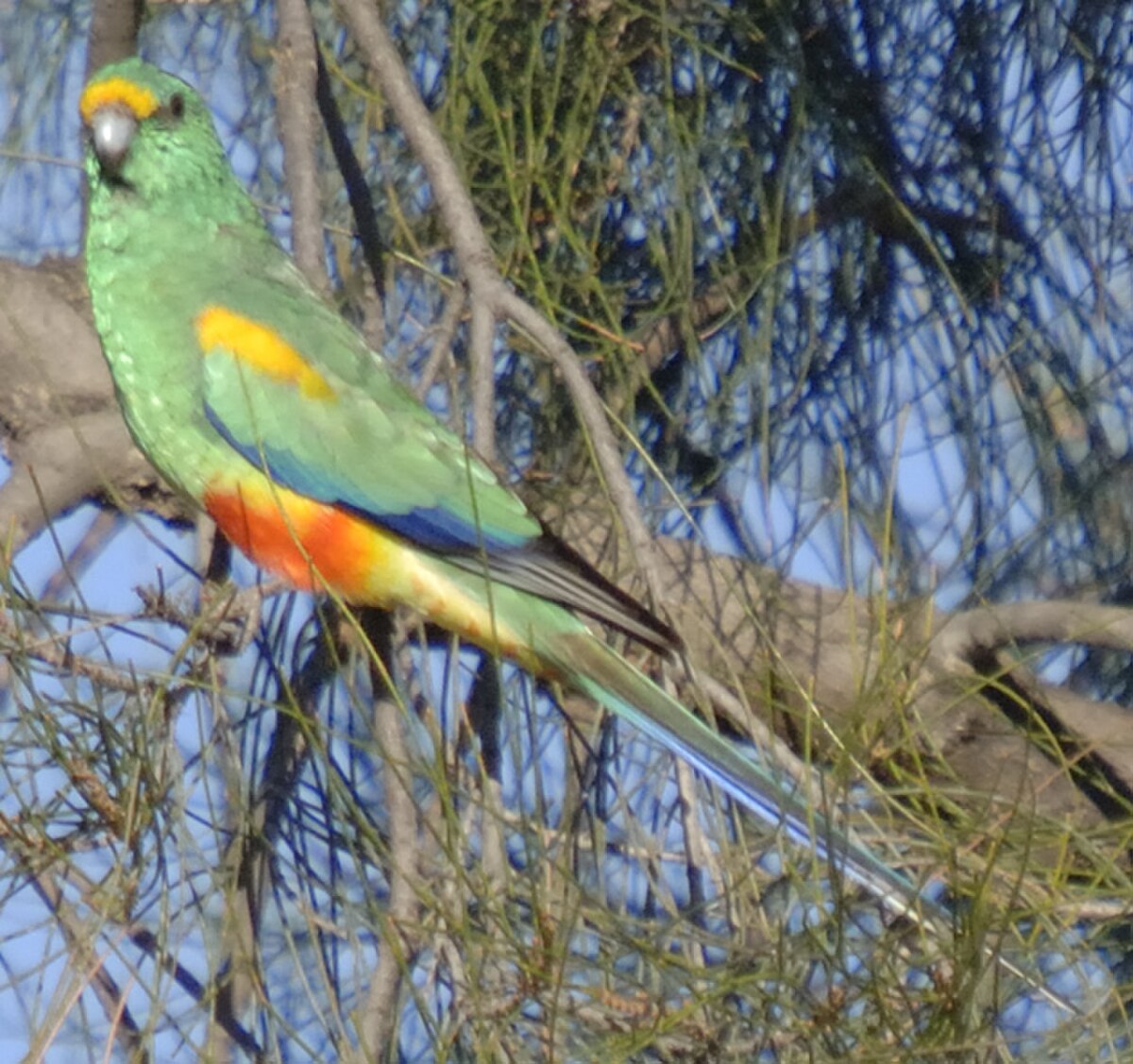 Perruche multicolore