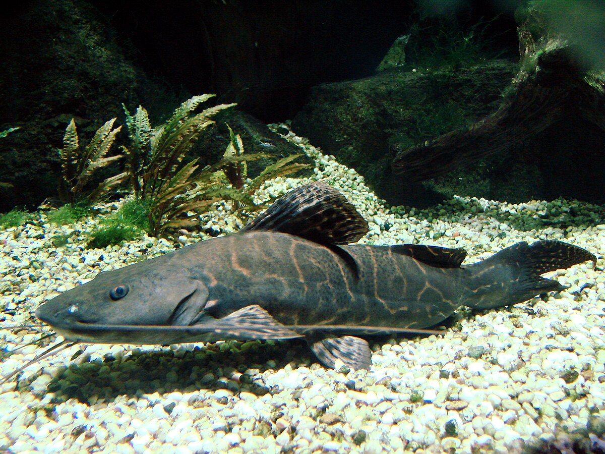 Poisson de fond