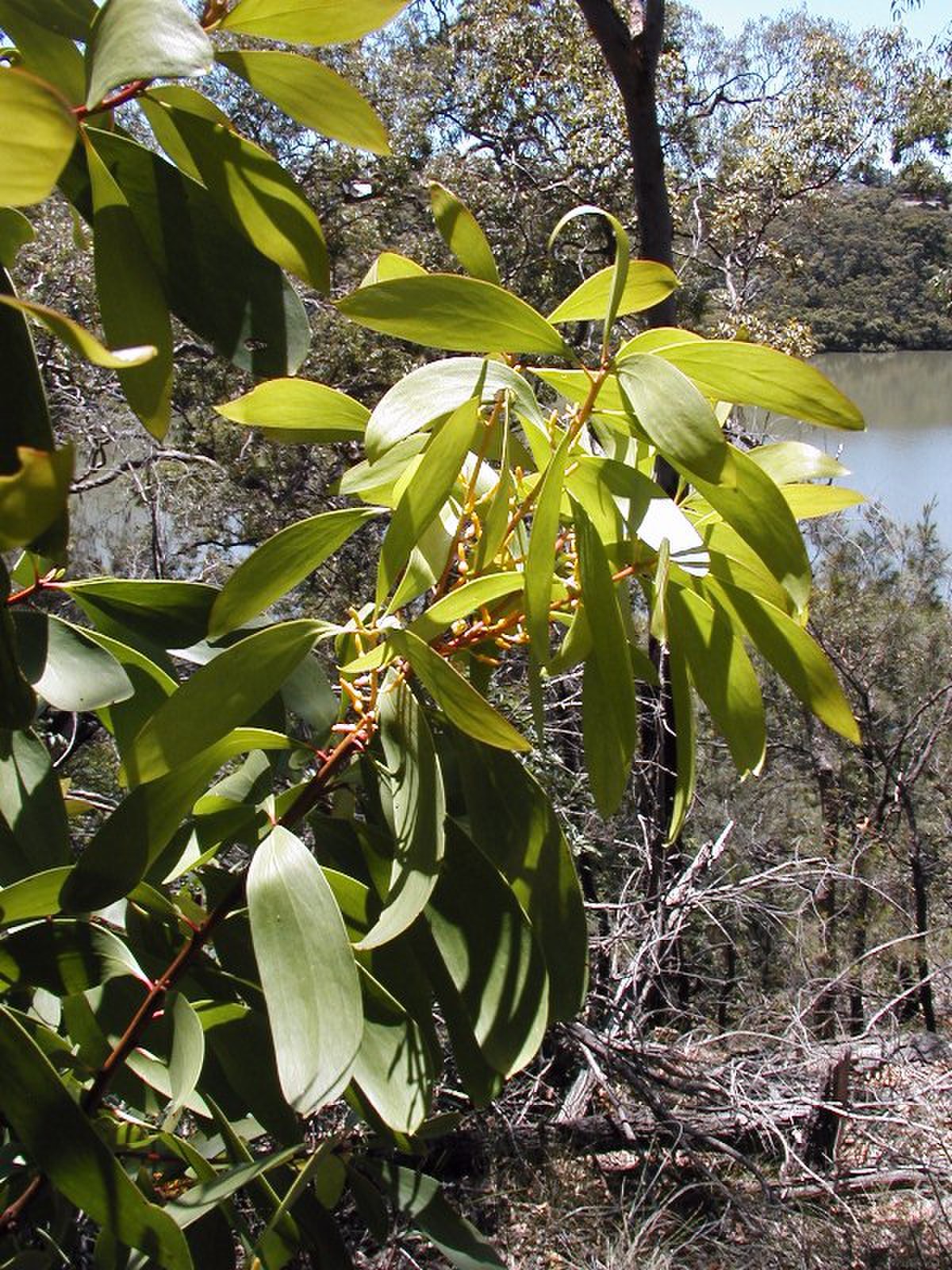 Persoonia