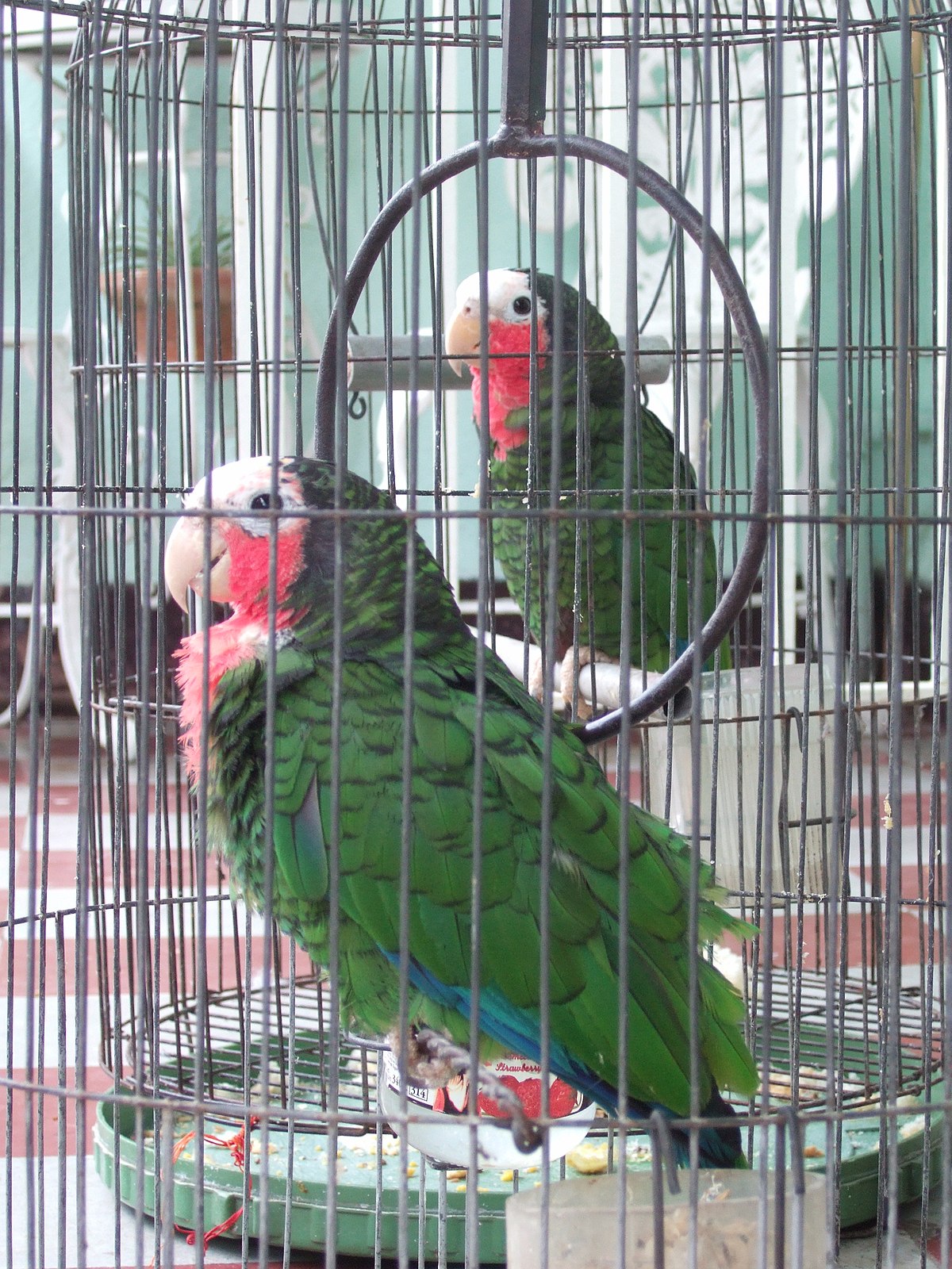 Pet parrots in Cuba.jpg