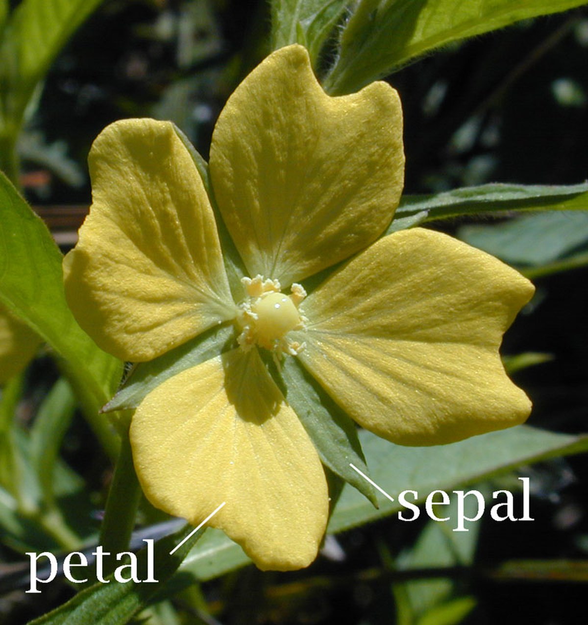 Sépale