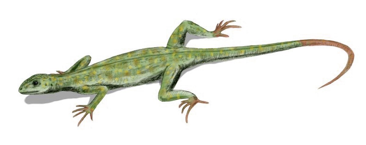 Araeoscelidia