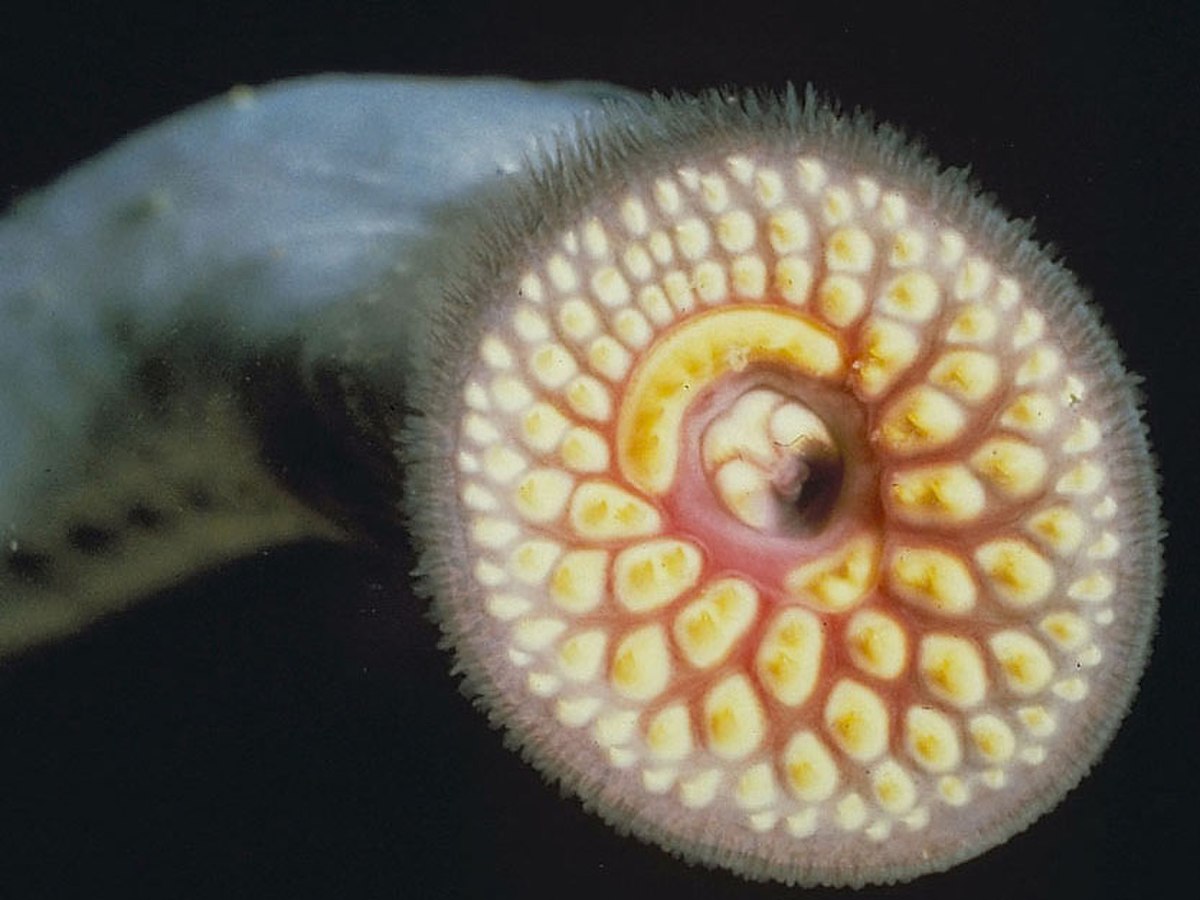Bouche de la lamproie marine