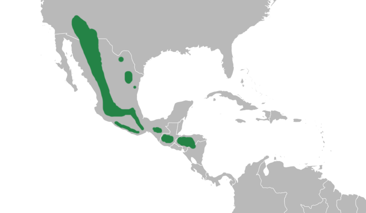 Répartition de la fauvine des pins