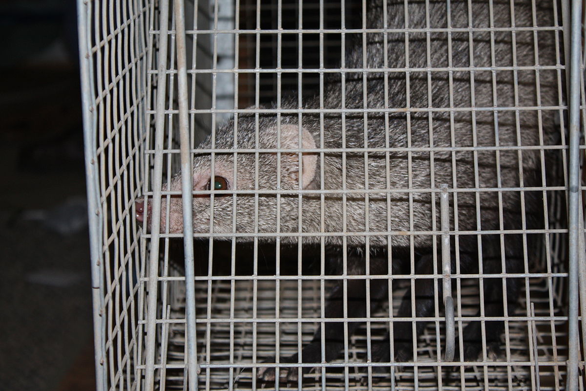 Ichneumia albicauda