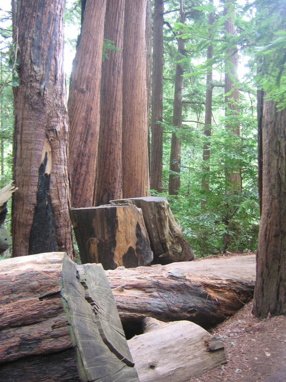 Pfeiffer Big Sur State Park, Californie