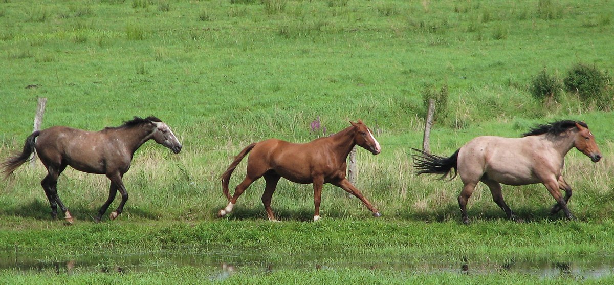 Des chevaux au galop