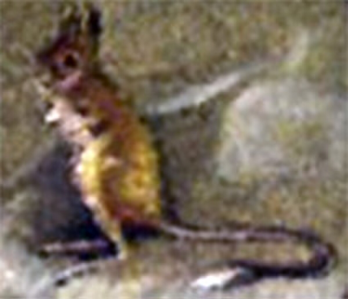 Allactaga