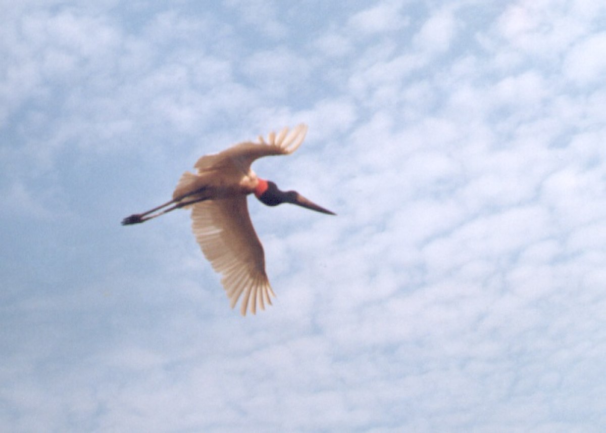 Jabiru d'Amérique
