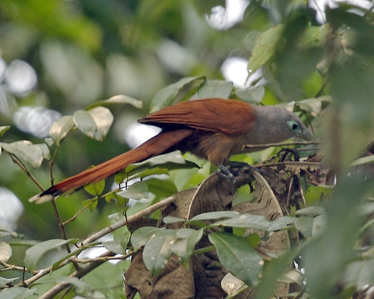Malcoha de Raffles