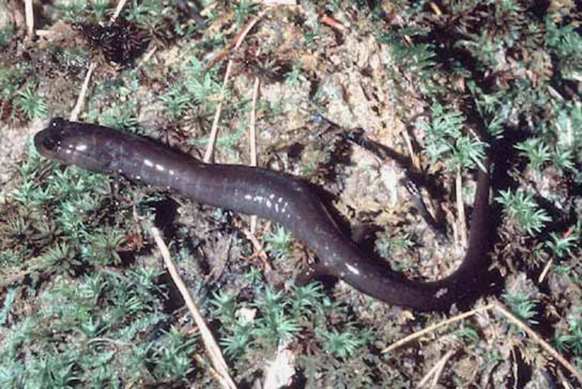 Phaeognathus hubrichti