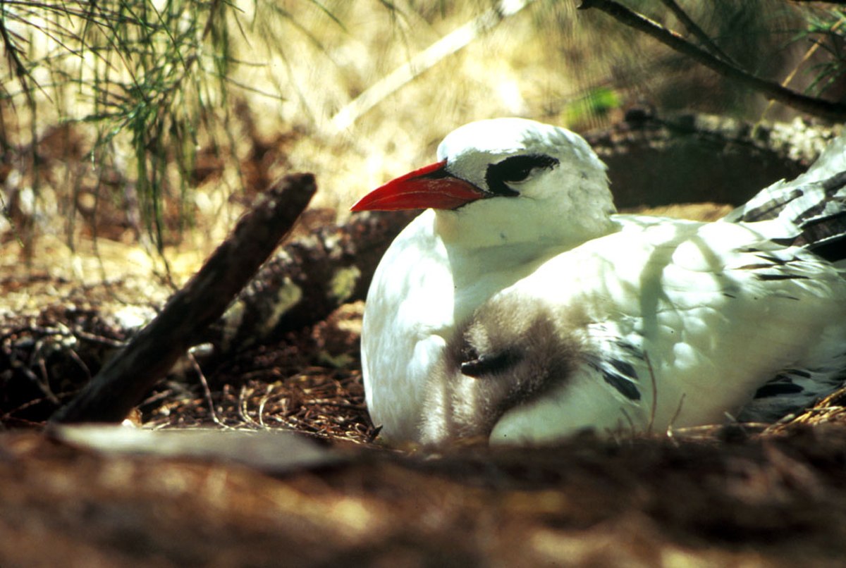 Phaethontiformes