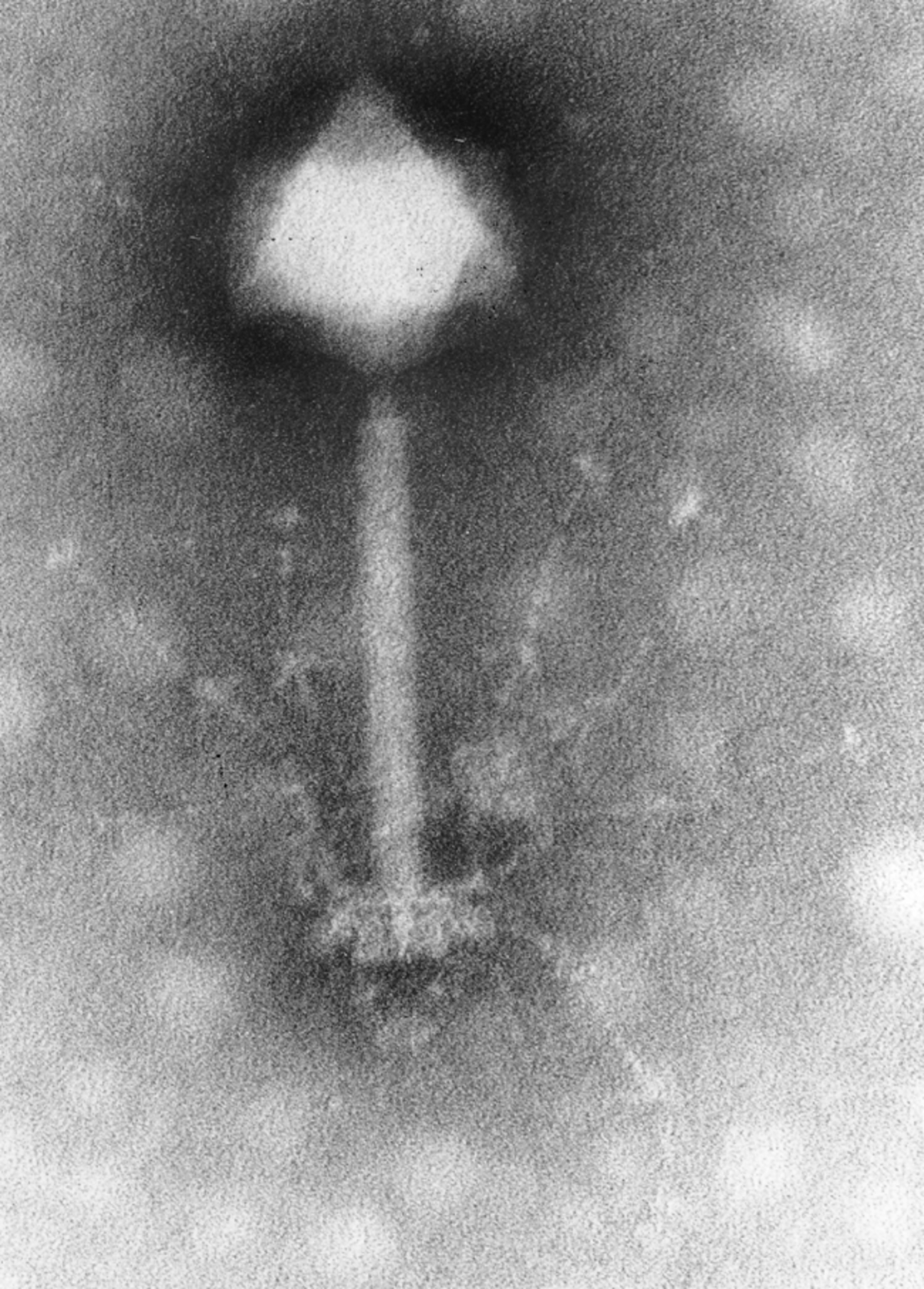 Synechococcus