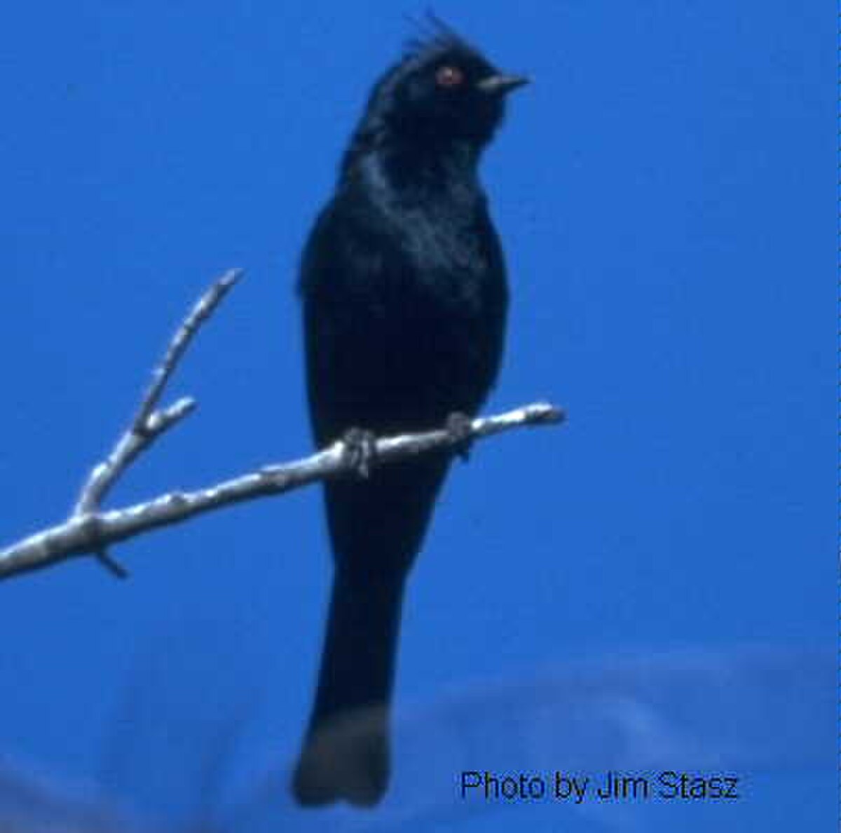 Ptilogonatidae