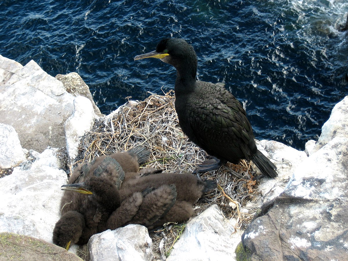 Cormoran huppé