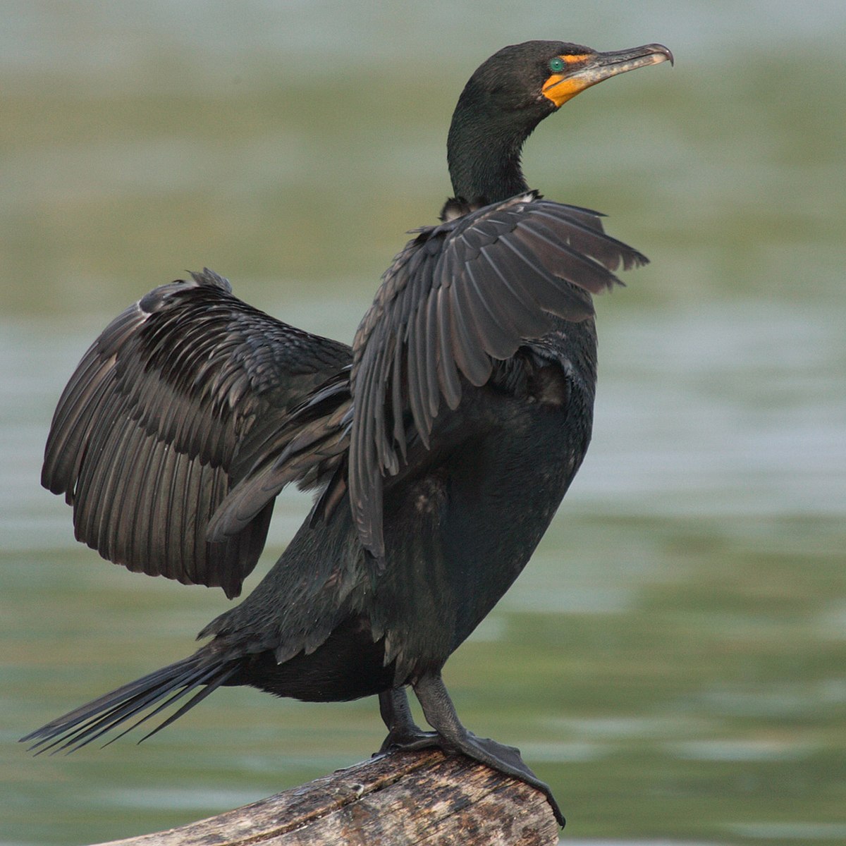 Cormoran à aigrettes