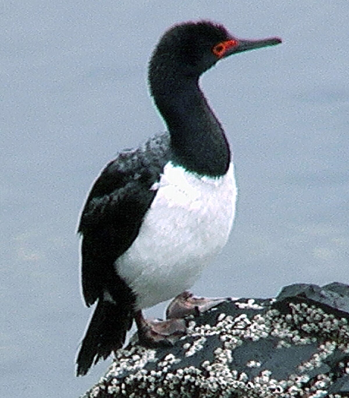 Cormoran de Magellan