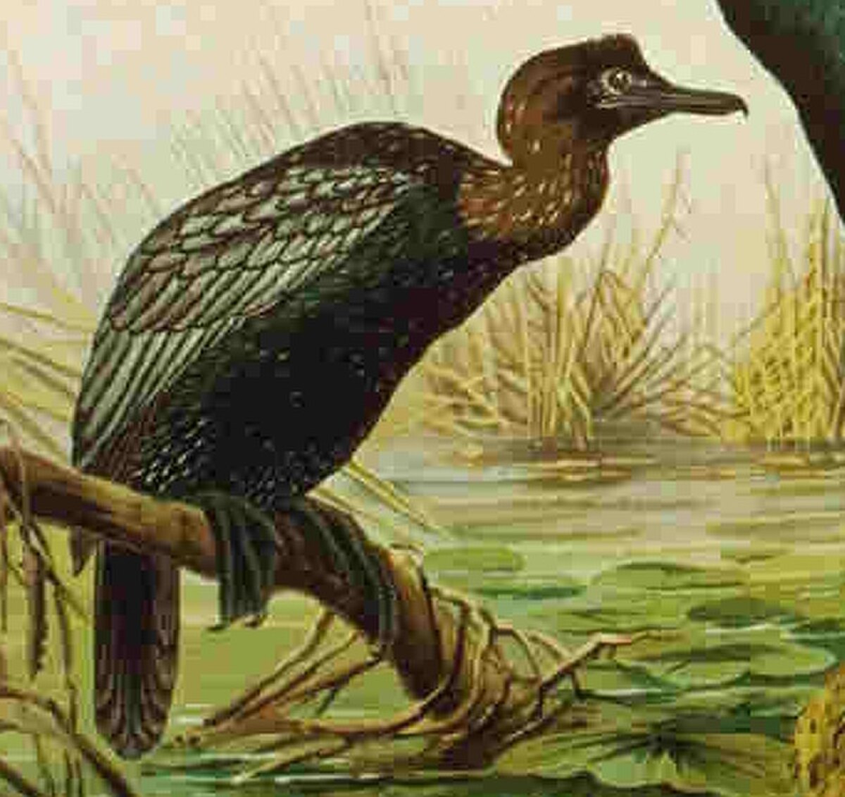 Cormoran pygmée
