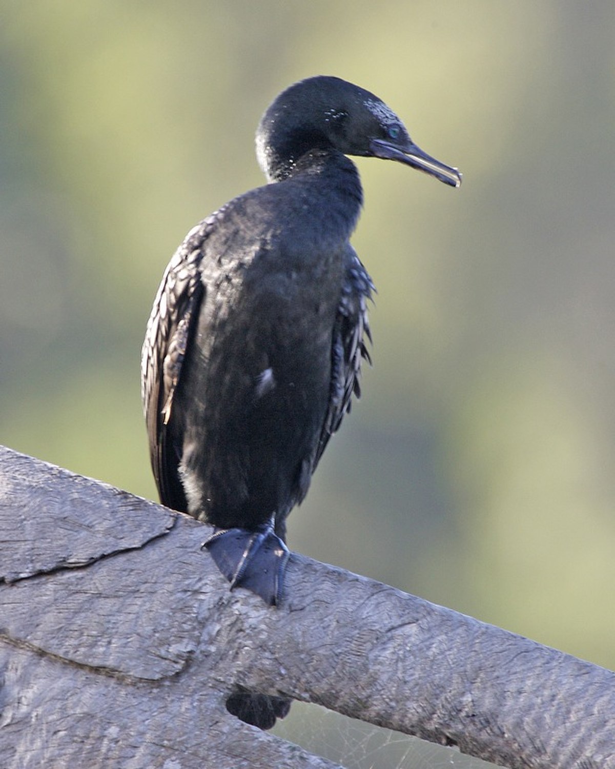 Cormoran noir