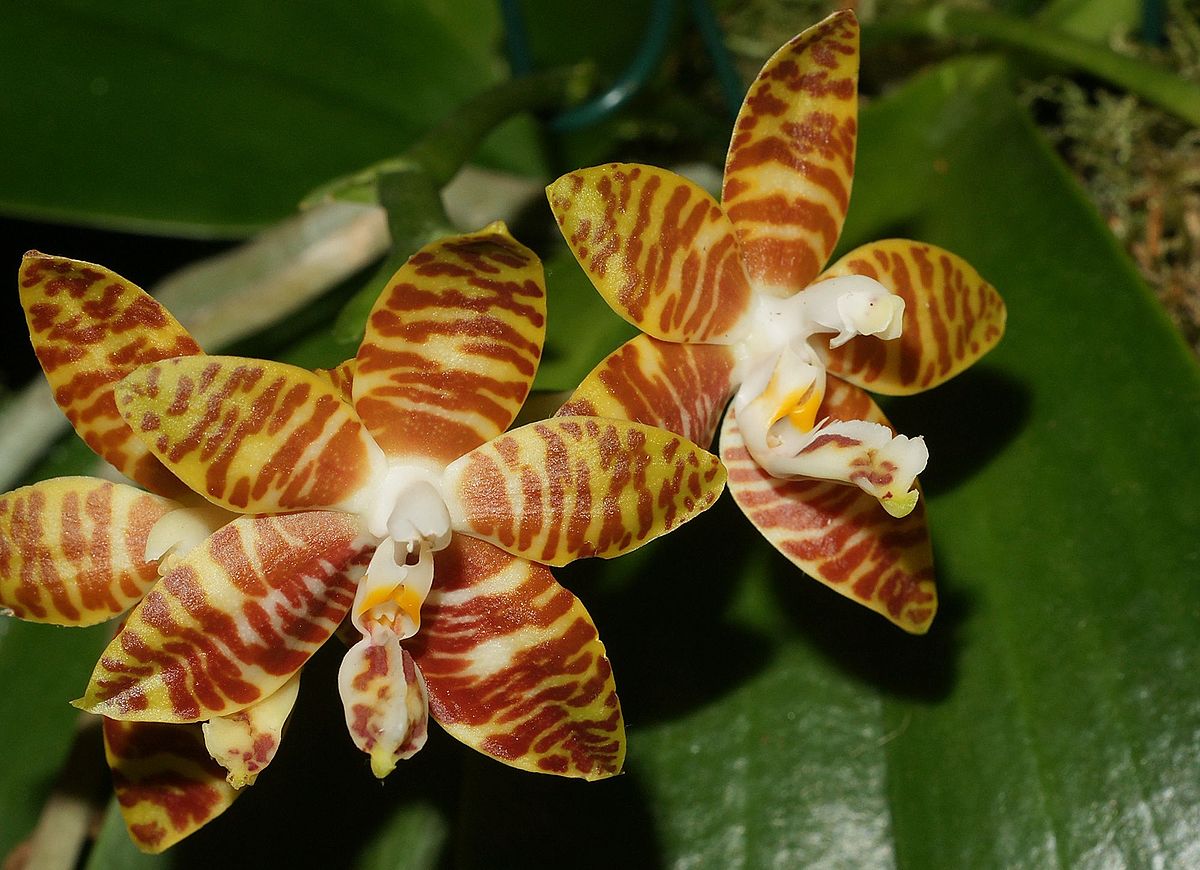 Phalaenopsis amboinensis
