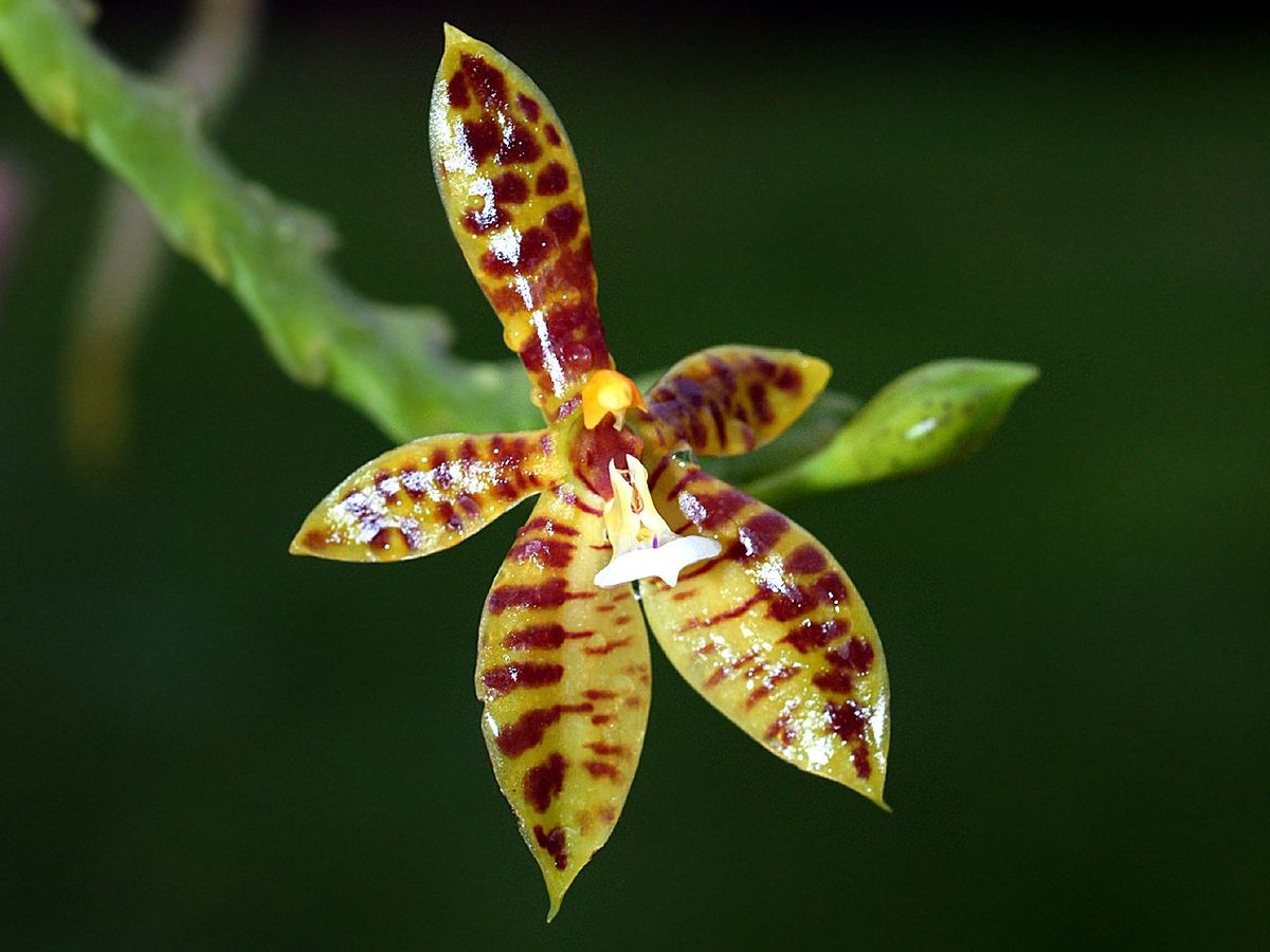Polychilos