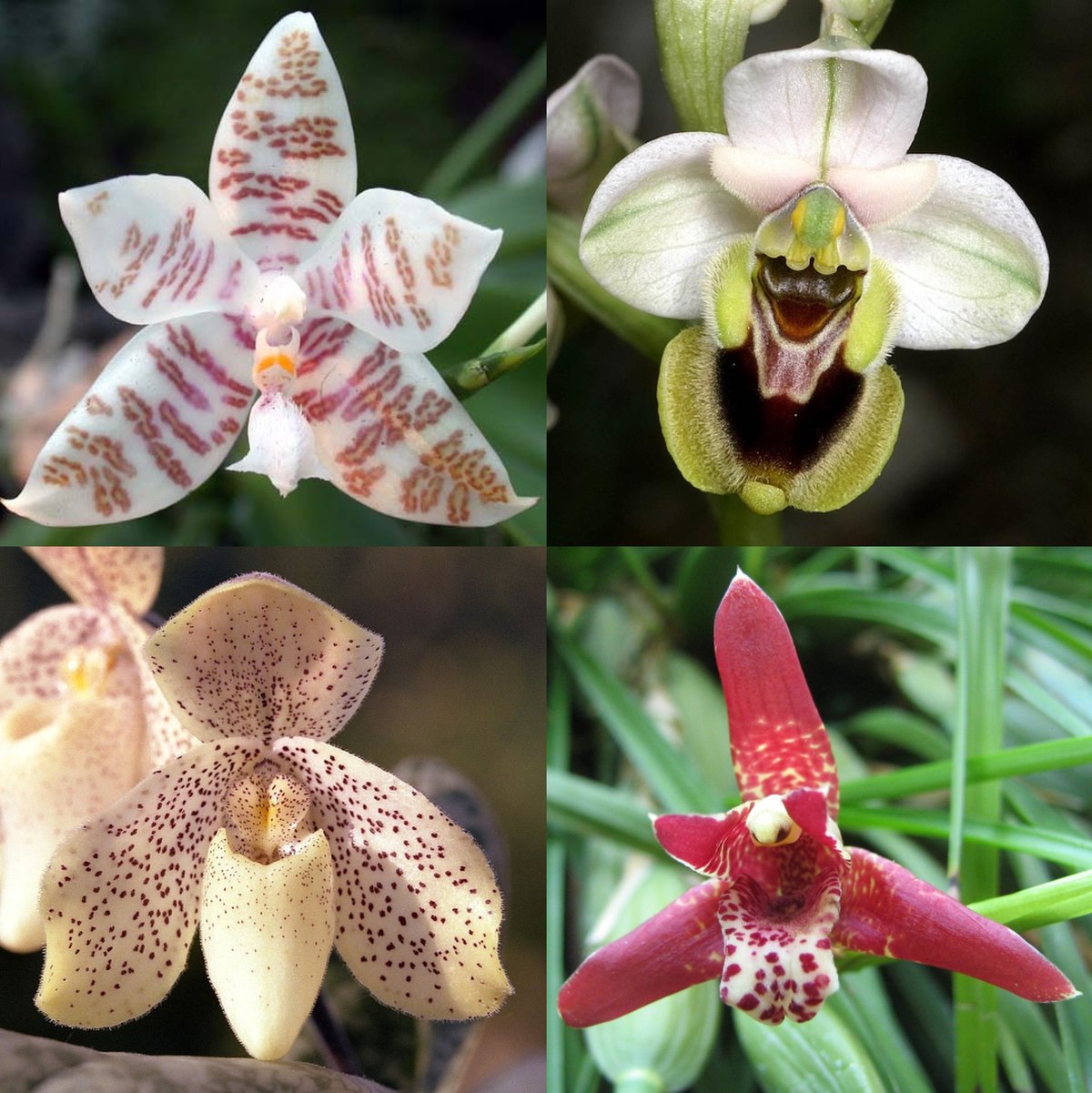 Phalaenopsis hieroglyphica (haut gauche)Ophrys tenthredinifera (haut droite)Paphiopedilum concolor (bas gauche)Maxillaria tenuifolia (bas droite)