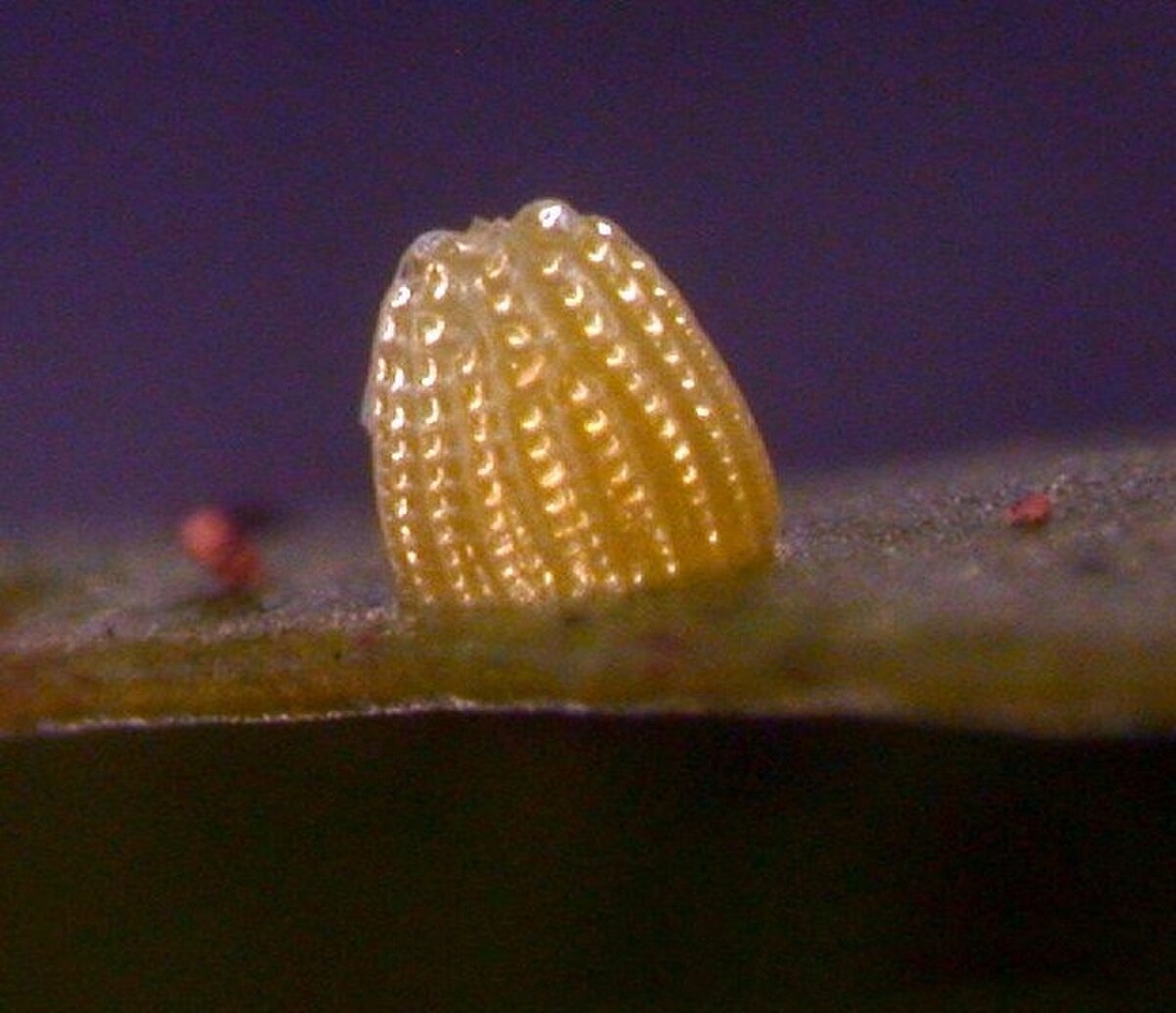 Phalanta phalantha