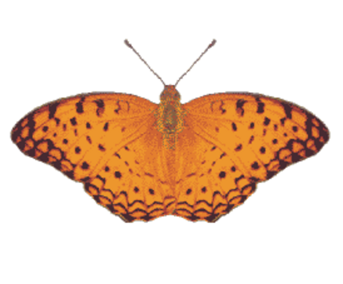 Phalantha phalantha.png