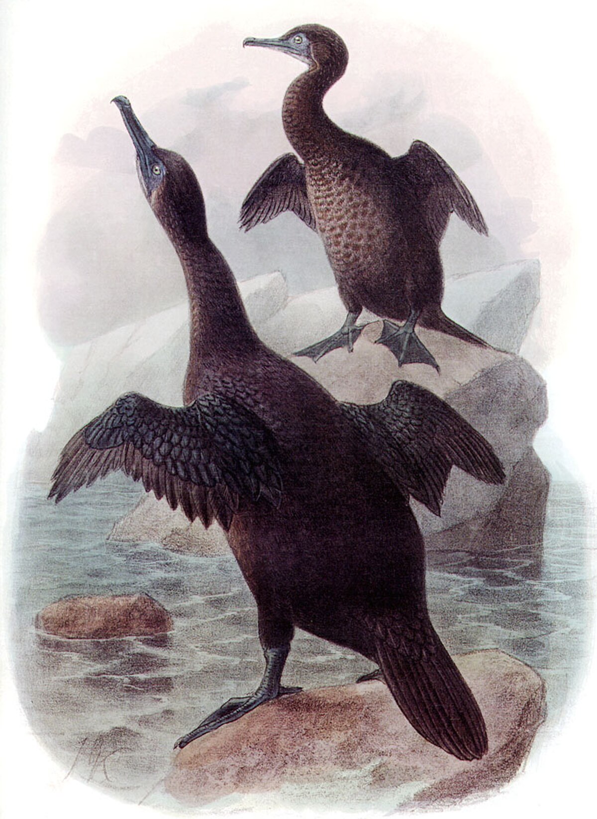 Cormoran aptère