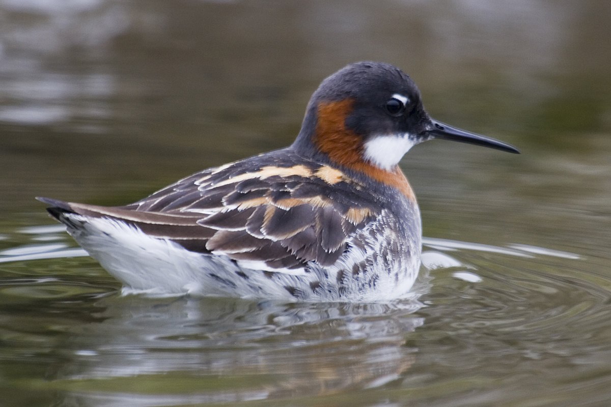 Phalarope à bec étroit