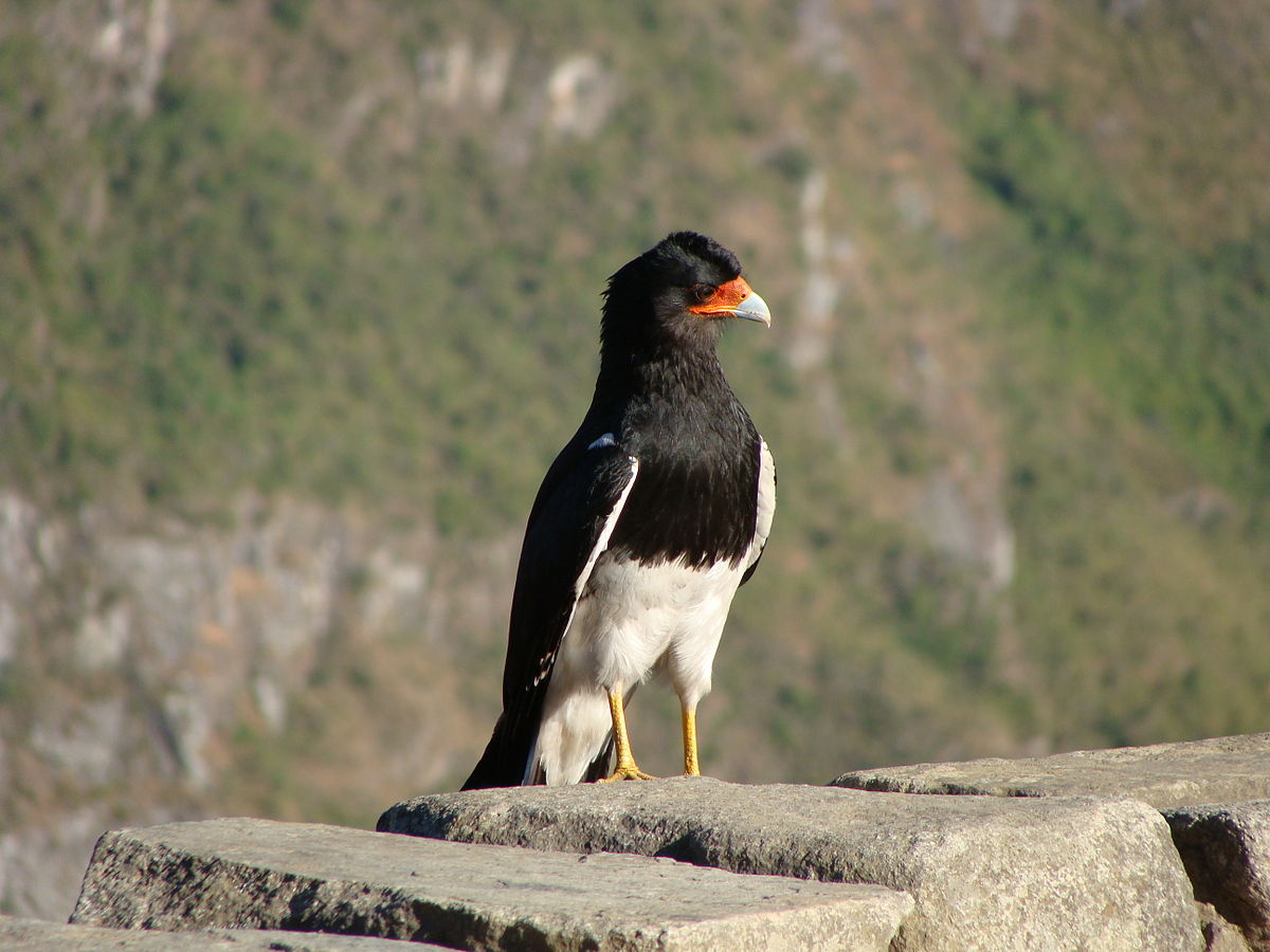 Phalcoboenus