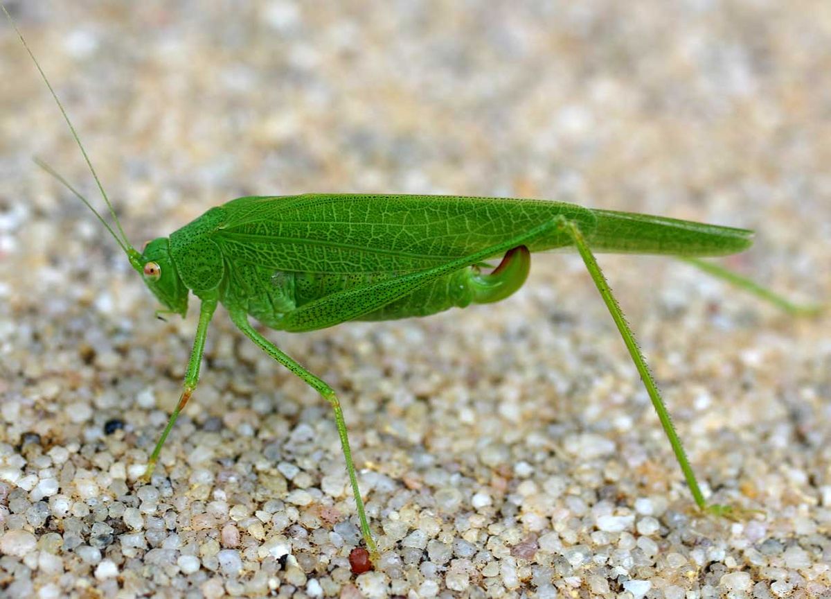 Phaneroptera