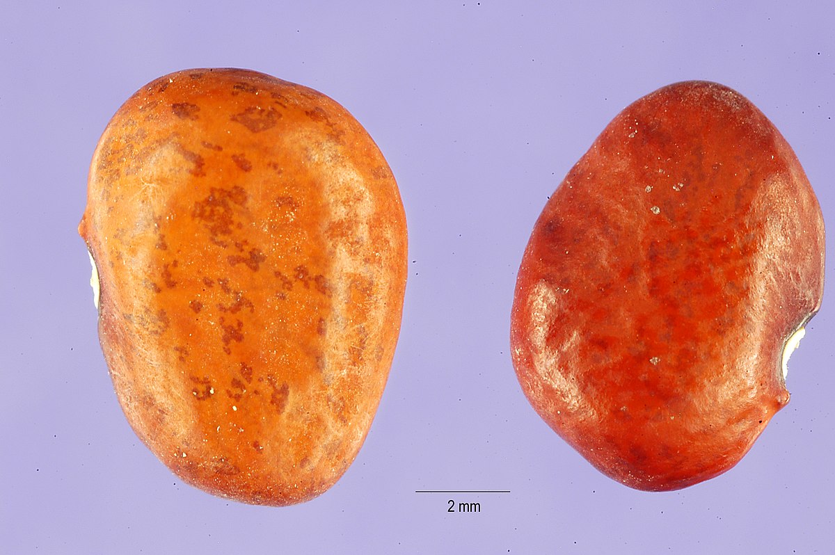 Haricot tépari