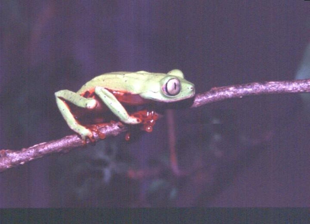 Phasmahyla