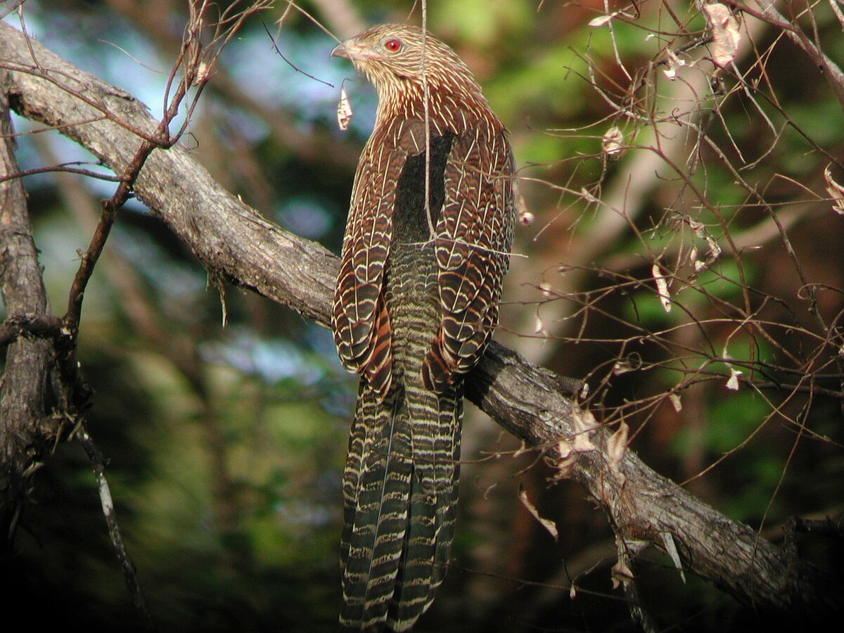 Coucal faisan