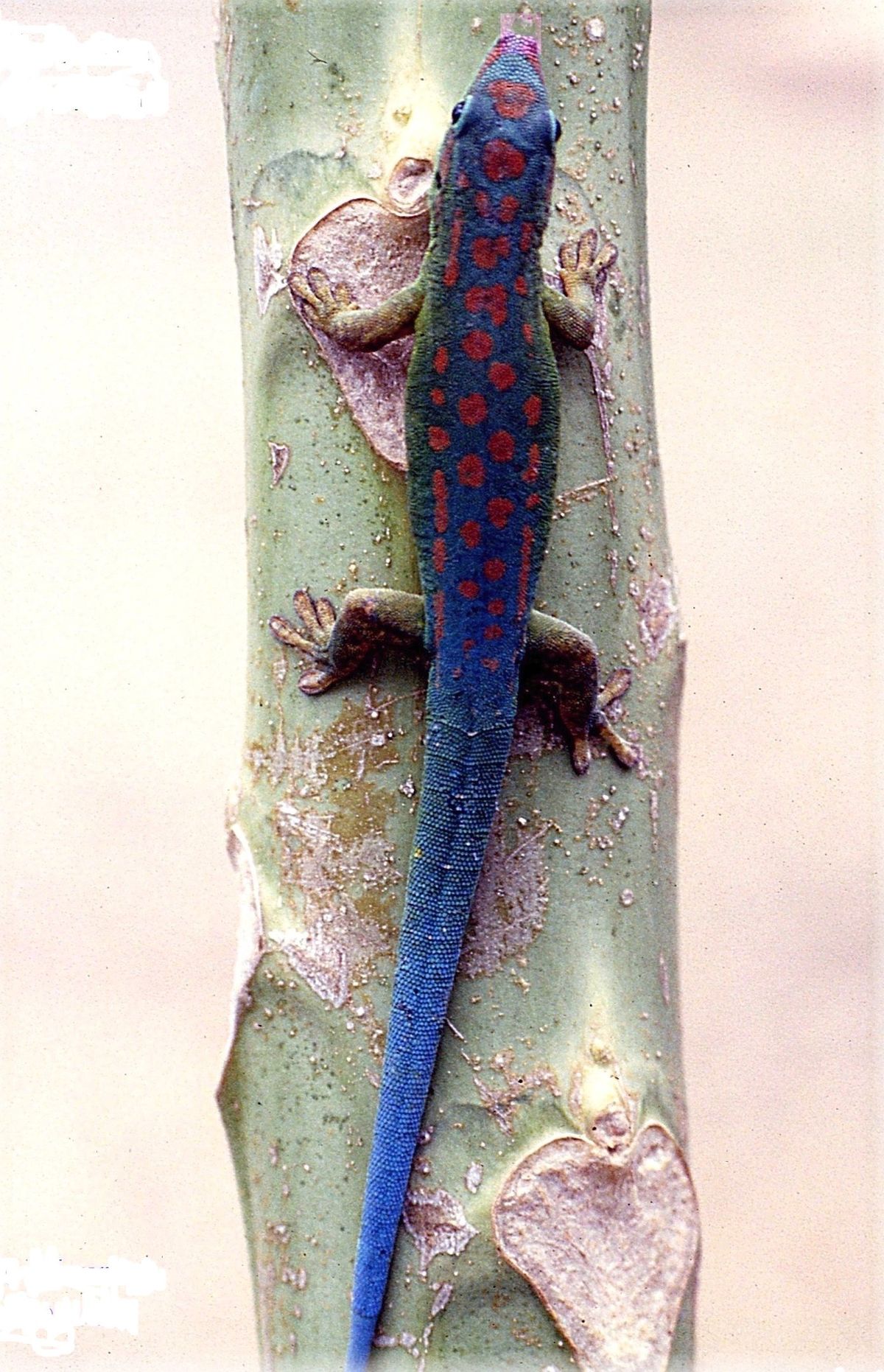 Gecko diurne à queue bleue