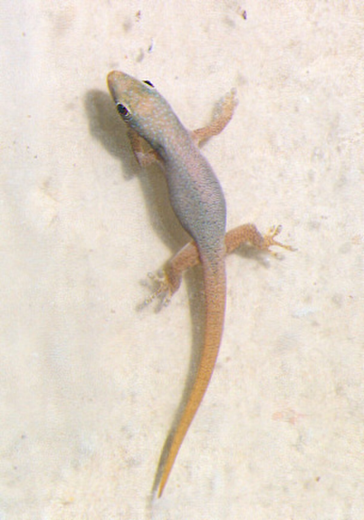Phelsuma dubia