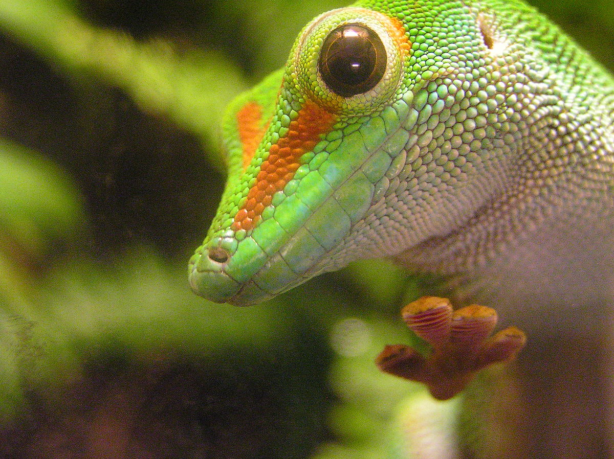 Phelsuma madagascariensis