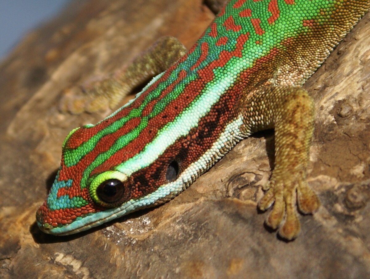 Lézard vert de Manapany
