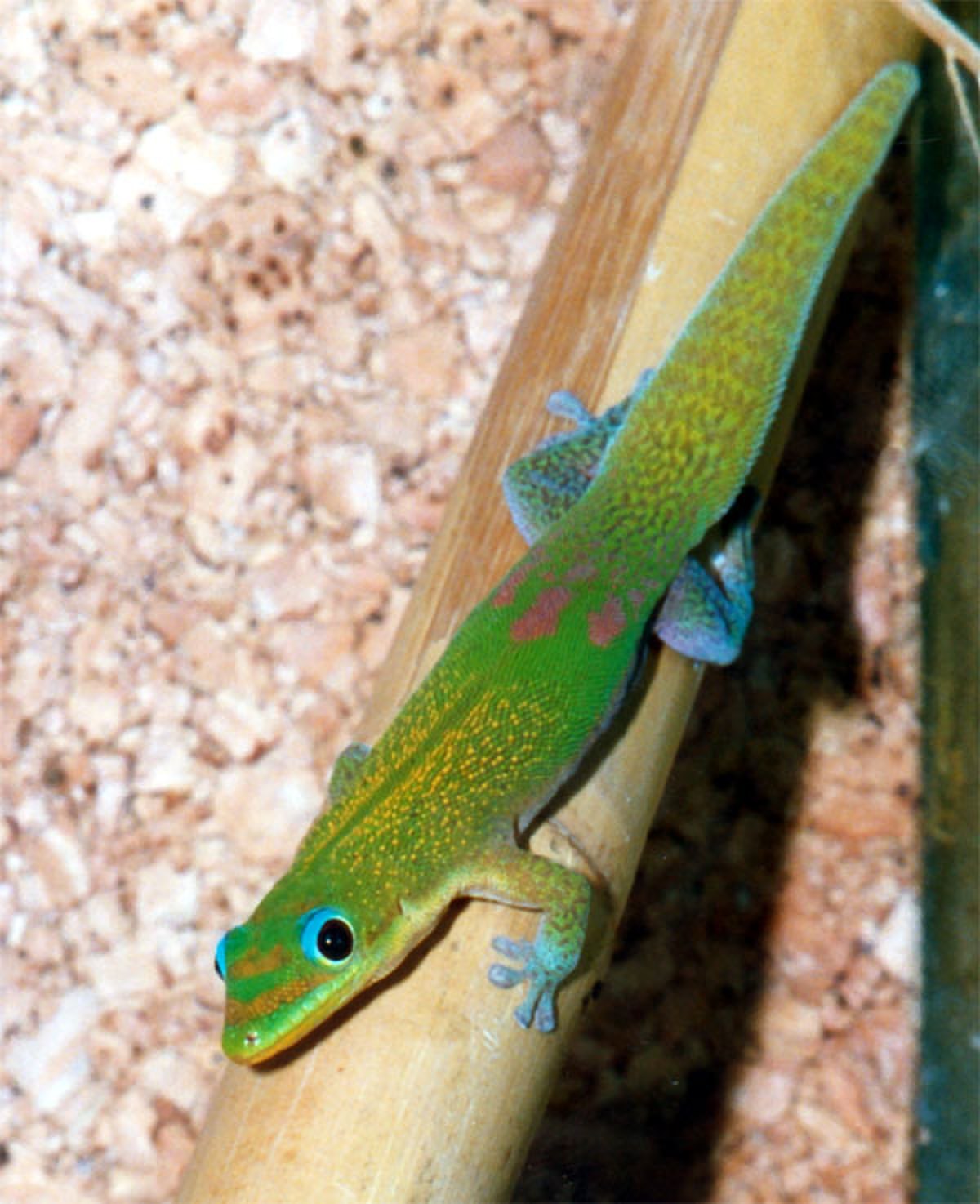 Gecko diurne à poussière d'or