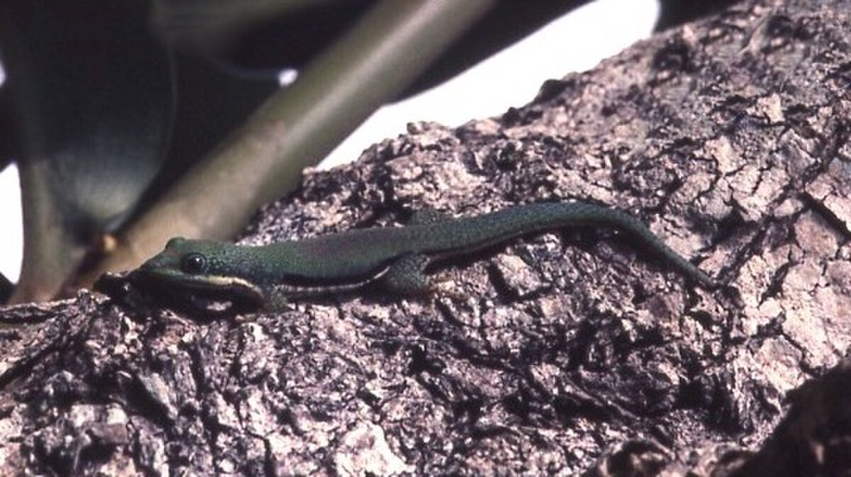 Phelsuma lineata