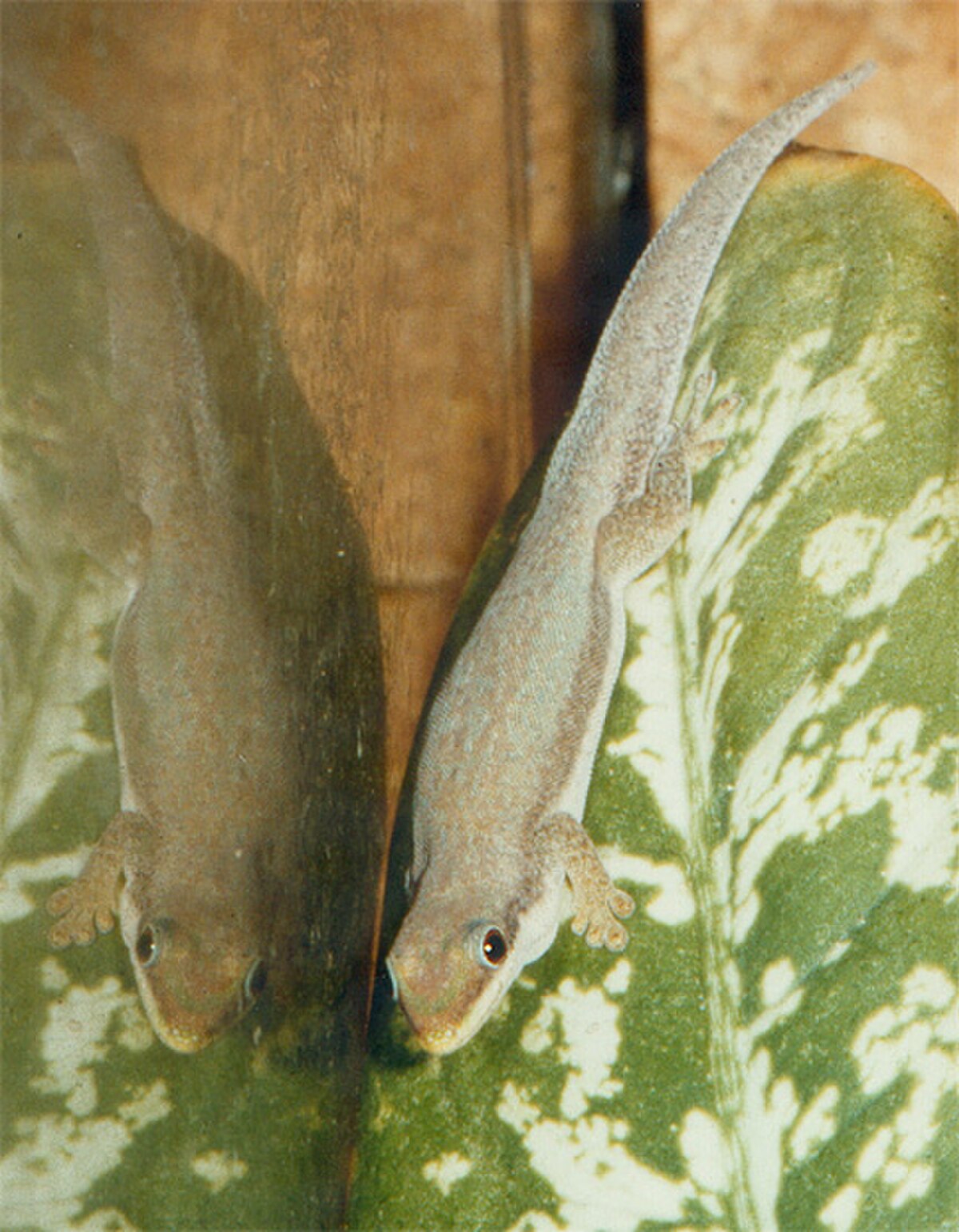 Phelsuma modesta