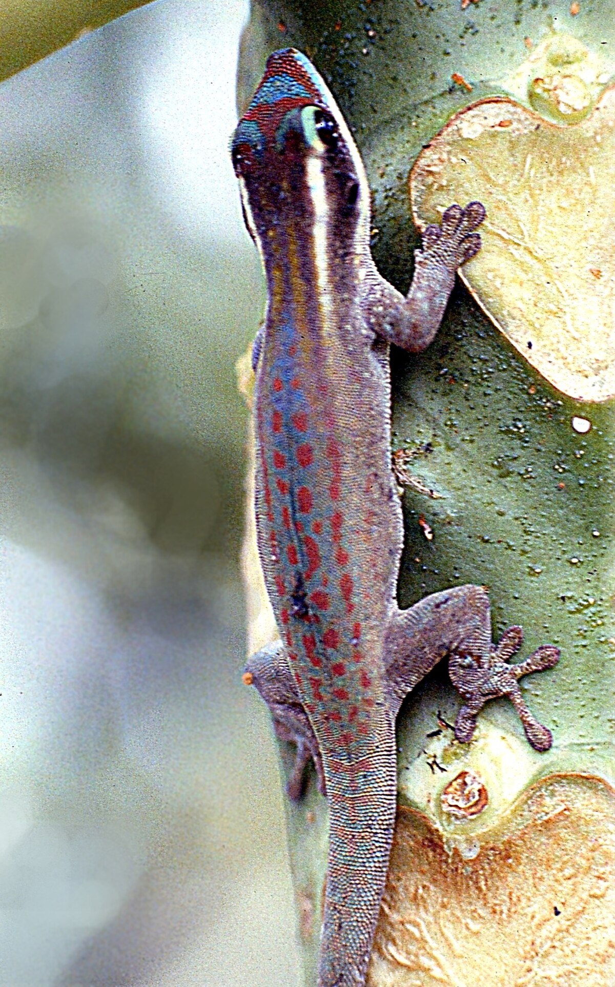 Gecko diurne orné de l'île Maurice