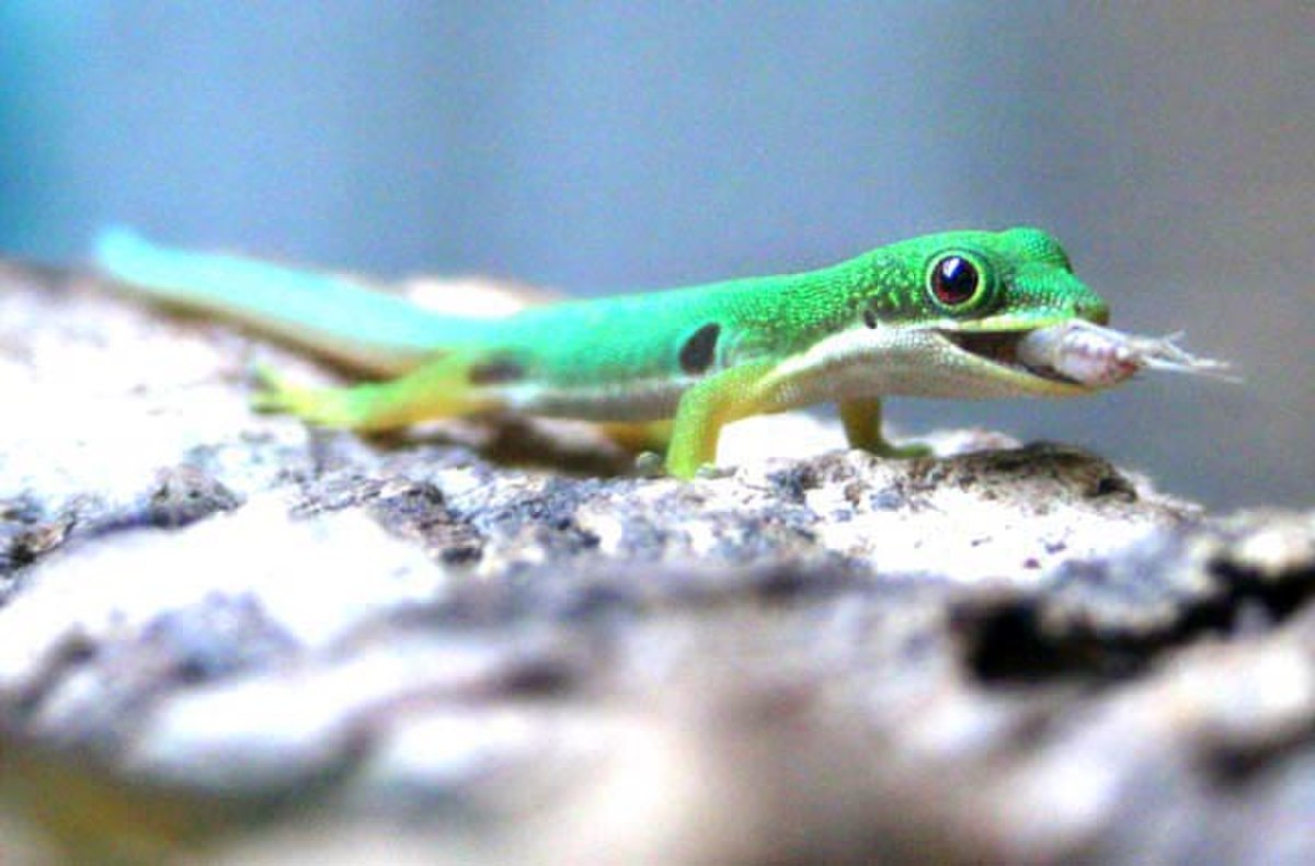Phelsuma quadriocellata