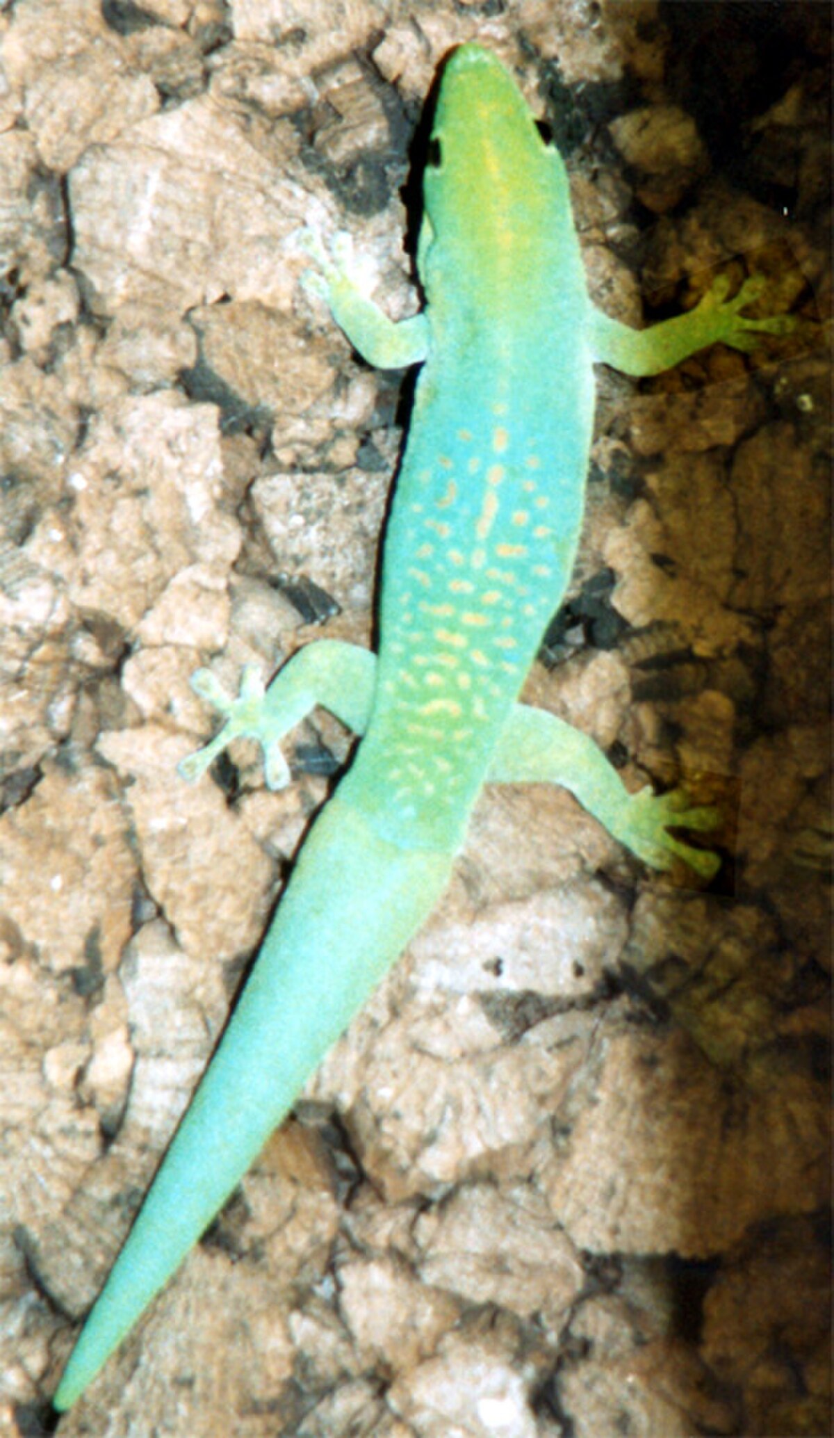 Phelsuma nigra