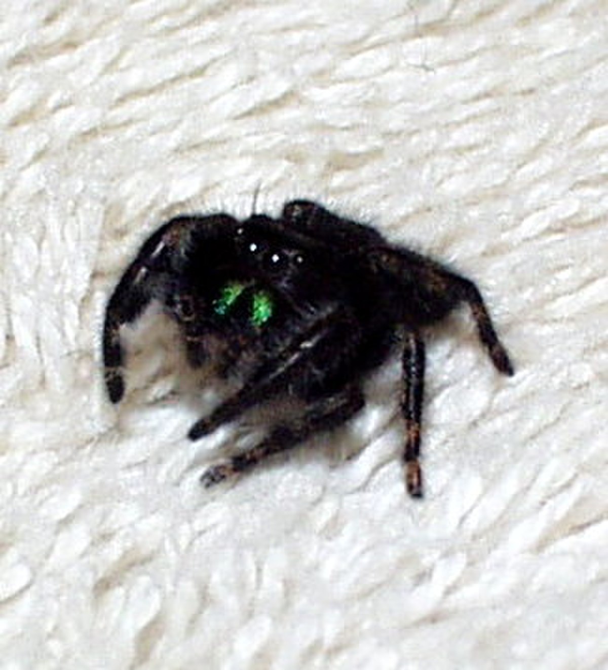 Phidippus
