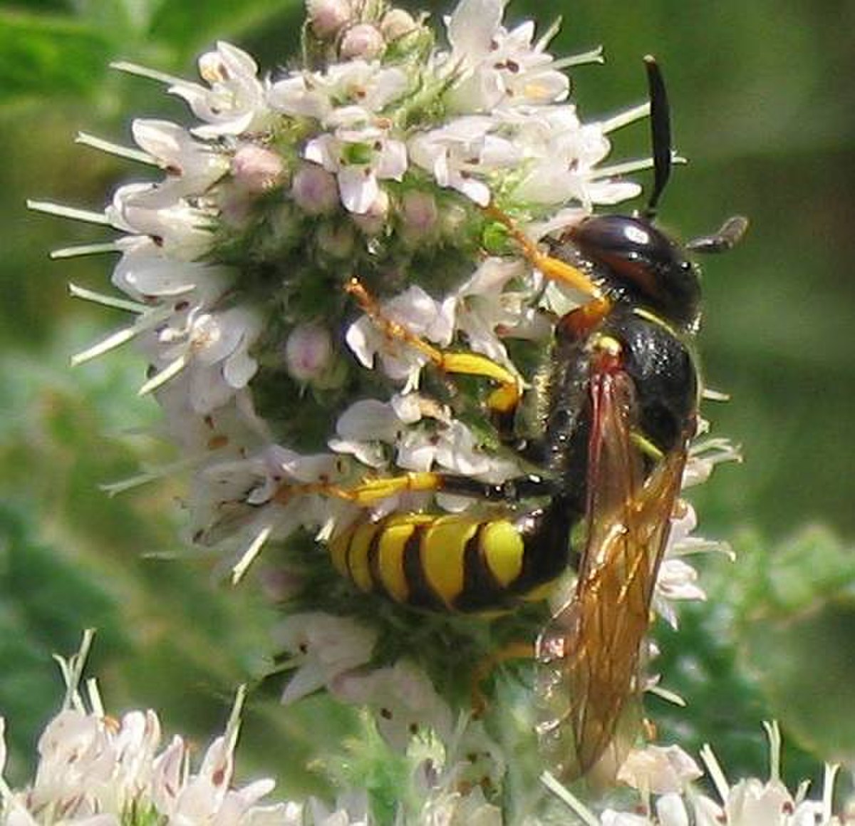 Philanthus triangulum