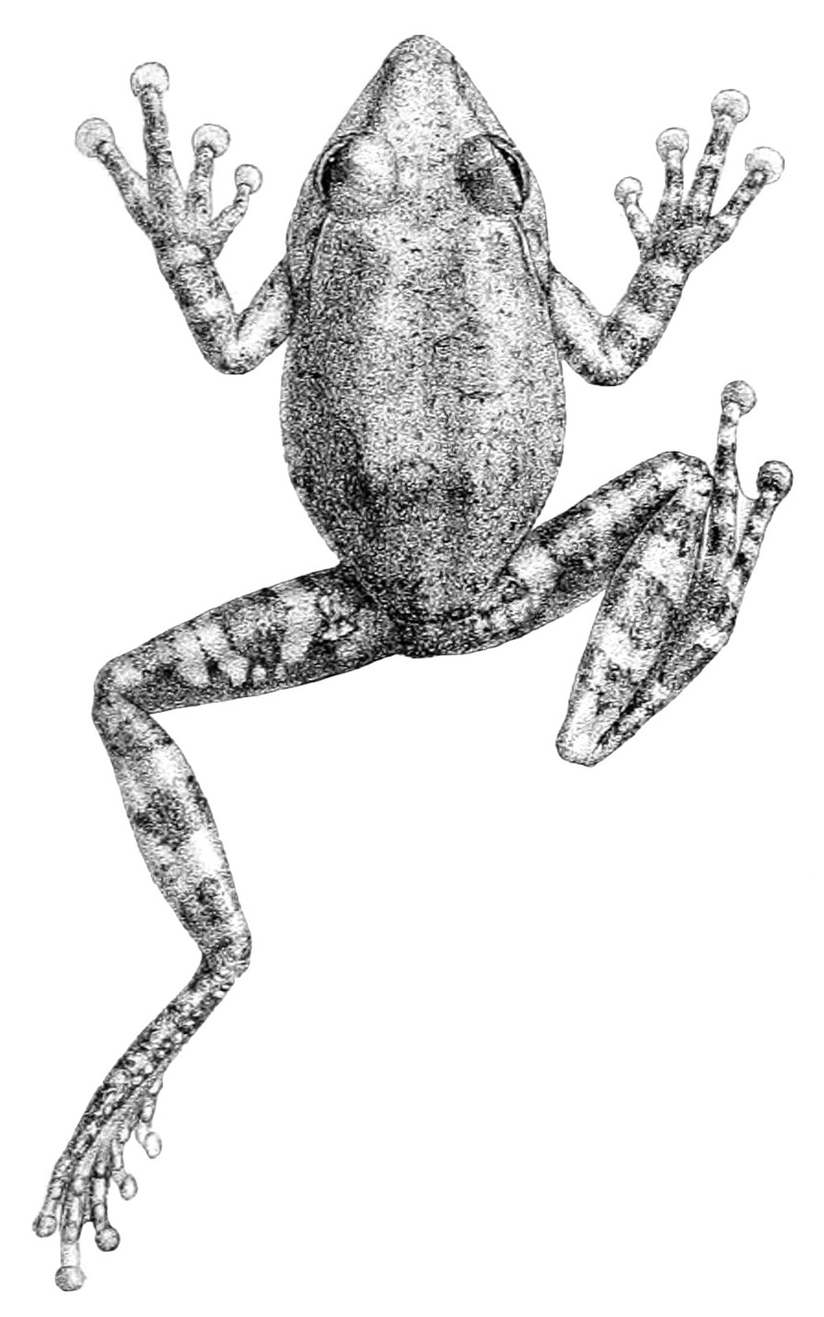 Pseudophilautus fergusonianus