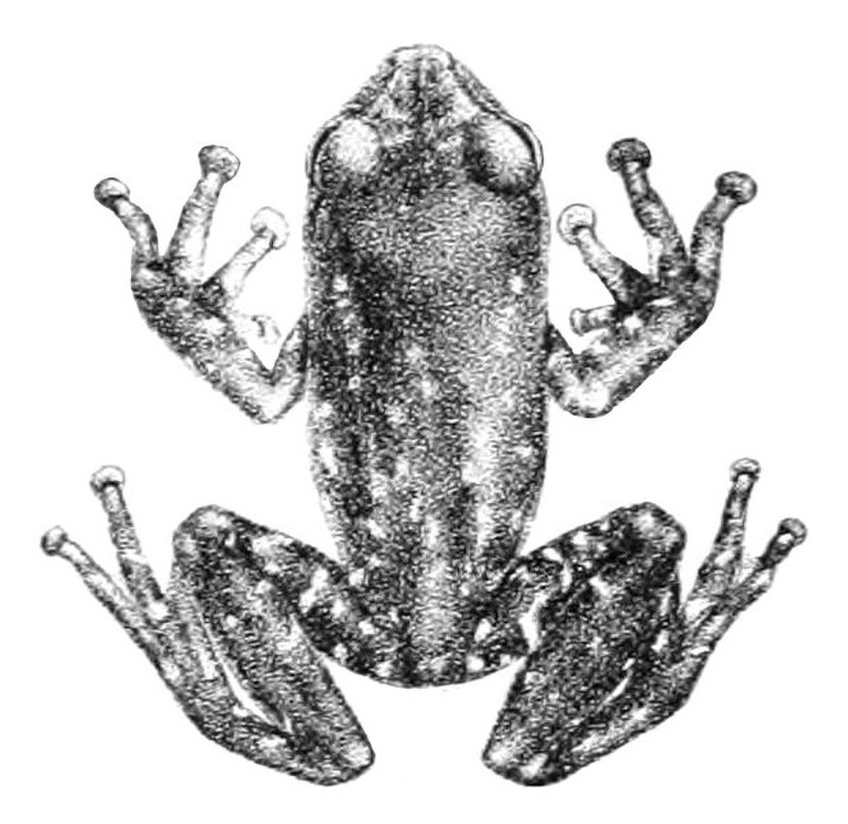 Pseudophilautus flaviventris